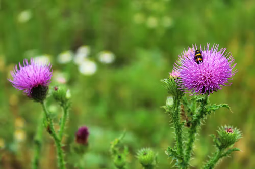 how-much-milk-thistle-should-you-give-your-dog-pethousedivi