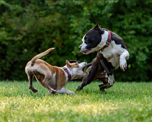 why-does-my-dog-bite-his-leg-pethousedivi